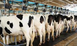 الاستثمار الحيواني يفتح أبوابه في العراق